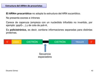 El ARNm procariótico no adopta la estructura del ARN eucariótico.
No presenta exones e intrones
Carece de caperuza (empieza con un nucleótido trifosfato no invertido, por
ejemplo: pppG-...) y de cola de poli-A,
Es policistrónico, es decir, contiene informaciones separadas para distintas
proteínas.
LIDER	
   CISTRÓN CISTRÓN TRAILER	
  
Secuencia
espaciadora
5’ 3’
Eduardo Gómez 42
Estructura	
  del	
  ARNm	
  de	
  procariotas	
  
 