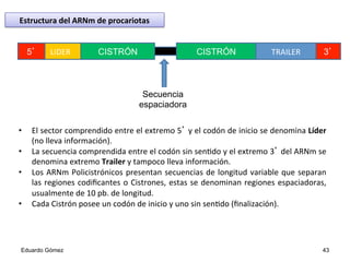 •  El	
  sector	
  comprendido	
  entre	
  el	
  extremo	
  5’	
  y	
  el	
  codón	
  de	
  inicio	
  se	
  denomina	
  Líder	
  
(no	
  lleva	
  información).	
  	
  
•  La	
  secuencia	
  comprendida	
  entre	
  el	
  codón	
  sin	
  sen4do	
  y	
  el	
  extremo	
  3’	
  del	
  ARNm	
  se	
  
denomina	
  extremo	
  Trailer	
  y	
  tampoco	
  lleva	
  información.	
  	
  
•  Los	
  ARNm	
  Policistrónicos	
  presentan	
  secuencias	
  de	
  longitud	
  variable	
  que	
  separan	
  
las	
  regiones	
  codiﬁcantes	
  o	
  Cistrones,	
  estas	
  se	
  denominan	
  regiones	
  espaciadoras,	
  
usualmente	
  de	
  10	
  pb.	
  de	
  longitud.	
  	
  
•  Cada	
  Cistrón	
  posee	
  un	
  codón	
  de	
  inicio	
  y	
  uno	
  sin	
  sen4do	
  (ﬁnalización).	
  
LIDER	
   CISTRÓN CISTRÓN TRAILER	
  
Secuencia
espaciadora
5’ 3’
Eduardo Gómez 43
Estructura	
  del	
  ARNm	
  de	
  procariotas	
  
 
