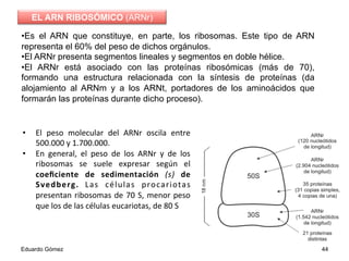 • Es el ARN que constituye, en parte, los ribosomas. Este tipo de ARN
representa el 60% del peso de dichos orgánulos.
• El ARNr presenta segmentos lineales y segmentos en doble hélice.
• El ARNr está asociado con las proteínas ribosómicas (más de 70),
formando una estructura relacionada con la síntesis de proteínas (da
alojamiento al ARNm y a los ARNt, portadores de los aminoácidos que
formarán las proteínas durante dicho proceso).
•  El	
   peso	
   molecular	
   del	
   ARNr	
   oscila	
   entre	
  
500.000	
  y	
  1.700.000.	
  
•  En	
   general,	
   el	
   peso	
   de	
   los	
   ARNr	
   y	
   de	
   los	
  
ribosomas	
   se	
   suele	
   expresar	
   según	
   el	
  
coeﬁciente	
   de	
   sedimentación	
   (s)	
   de	
  
Svedberg.	
   Las	
   células	
   procariotas	
  
presentan	
  ribosomas	
  de	
  70	
  S,	
  menor	
  peso	
  
que	
  los	
  de	
  las	
  células	
  eucariotas,	
  de	
  80	
  S	
  
Eduardo Gómez 44
EL ARN RIBOSÓMICO (ARNr)
 
