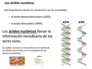 Los	
  ácidos	
  nucleicos	
  	
  
	
  
-­‐Son	
  biopolímeros	
  donde	
  los	
  monómeros	
  son	
  los	
  nucleó4dos.	
  
	
  
–  el ácido desoxirribonucleico (ADN).
–  el ácido ribonucleico (ARN).
Los	
  ácidos	
  nucleicos	
  llevan	
  la	
  
información	
  hereditaria	
  de	
  los	
  
seres	
  vivos.	
  
Los	
  ácidos	
  nucleicos	
  se	
  encuentran	
  en	
  el	
  núcleo	
  de	
  
las	
  células	
  eucariontes	
  y	
  en	
  el	
  citoplasma	
  de	
  las	
  
células	
  procariontes	
  
 