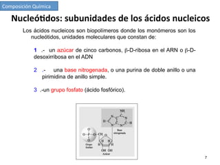 Los ácidos nucleicos son biopolímeros donde los monómeros son los
nucleótidos, unidades moleculares que constan de:
1 .- un azúcar de cinco carbonos, β-D-ribosa en el ARN o β-D-
desoxirribosa en el ADN
2  .- una base nitrogenada, o una purina de doble anillo o una
pirimidina de anillo simple.
3 .-un grupo fosfato (ácido fosfórico).
Nucleó7dos:	
  subunidades	
  de	
  los	
  ácidos	
  nucleicos	
  
7
Composición	
  Química	
  
 