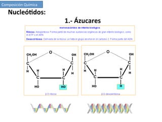 Nucleó7dos:	
  
	
  	
   	
   	
   	
   	
   	
   	
  1.-­‐	
  Ázucares	
  
Composición	
  Química	
  
 