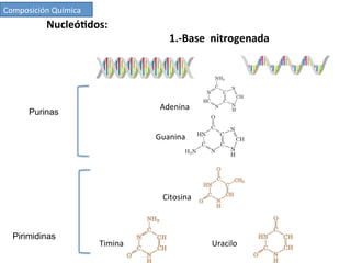 Purinas
Pirimidinas
Adenina	
  
Guanina	
  
Citosina	
  
Timina	
  	
   Uracilo	
  
Nucleó7dos:	
  
	
  	
   	
   	
   	
   	
   	
   	
  1.-­‐Base	
  	
  nitrogenada	
  
Composición	
  Química	
  
 