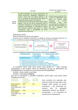 Exemplos de situações em que
                                      Descrição
                                                                                         se verifica
            Os genes localizados no mesmo cromossoma, não
            sofrem geralmente, segregação independente na
                                                                              O gene do grupo sanguíneo Rh e
            meiose – ficam juntos nos mesmos gâmetas e, por
                                                                              o gene da eliptocitose (uma
            isso, os fenótipos da descendência não seguem as
                                                                              forma de anemia) estão
            proporções previstas pelas Leis de Mendel.
                                                                              localizados    no       mesmo
 Ligação    Os fenómenos de crossing-over podem separar genes
                                                                              cromossoma.      Estes    dois
 fatorial   ligados, o que faz com que se comportem como se
                                                                              cromossomas são herdados em
            estivessem localizados em cromossomas diferentes e
                                                                              bloco por 96% dos indivíduos e
            apareçam recombinados na descendência. Quanto
                                                                              4%      dos  indivíduos    são
            mais distantes estiverem dois genes no mesmo
                                                                              recombinantes.
            cromossoma, maior a probabilidade de serem
            separados por crossing-over.

    Explicação do manual
    Cada cromossoma tem de ter muitos genes.
    Os genes que se dispõem linearmente ao longo do mesmo cromossoma dizem-se em
linkage e constituem um grupo de ligação fatorial – são transmitidos em bloco.




   Cruzam-se indivíduos de duas linhas puras com características antagónicas.
              Fenotipicamente       Corpo negro e x Corpo cinzento e asas
                                    asas vestigiais               longas
                                                                 + + + +
              Genotipicamente          bbvgvg        x         b b vg vg

               b – símbolo do alelo responsável pela cor negra (black)
               vg – símbolo do alelo responsável pelas asas vestigiais ( vestigials)
               b+ - símbolo do alelo responsável pela cor selvagem (cinzenta – DOMINANTE)
               vg+ - símbolo do alelo responsável pela forma selvagem das asas (longas – DOMINANTE)
   O cruzamento destas linhas puras resulta numa geração F1 – cujos resultados
correspondem a uma situação normal de diibridismo, em que os descendentes são
HETEROZIGÓTICOS e manifestam as características do ALELO DOMINANTE.
   Fenótipo – Corpo cinzento e asas longas
   Genótipo – heterozigótico b+bvg+vg
para que se mantivessem as previsões mendelianas, deviam agora surgir quatro classes
fenotípicas, que seriam:
Fenótipo dos         Resultados           Resultados
descendentes         esperados em         observados            Estes resultados são explicados pelo
                     diibridismo                                facto de os alelos do corpo negro e asas
Corpo cinzento e     9/16                 3/4                   vestigiais estão situados no mesmo
asas longas
                                                                cromossoma – são transmitidos em
Corpo negro e asas   3/16                 -
longas                                                          conjunto      (não     há    segregação
Corpo cinzento e     3/16                 -                     independente prevista por Mendel) –
asas vestigiais                                                 correspondem a um cruzamento de
Corpo negro e asas   1/16                 1/4
                                                                Linhas puras em monibridismo.
vestigiais
 