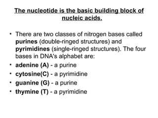 The nucleotide is the basic building block of
                 nucleic acids.

• There are two classes of nitrogen bases called
  purines (double-ringed structures) and
  pyrimidines (single-ringed structures). The four
  bases in DNA's alphabet are:
• adenine (A) - a purine
• cytosine(C) - a pyrimidine
• guanine (G) - a purine
• thymine (T) - a pyrimidine
 