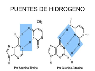 PUENTES DE HIDROGENO
 