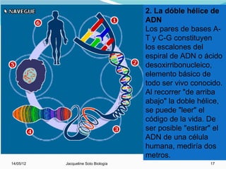 2. La dóble hélice de
                                      ADN
                                      Los pares de bases A-
                                      T y C-G constituyen
                                      los escalones del
                                      espiral de ADN o ácido
                                      desoxirribonucleico,
                                      elemento básico de
                                      todo ser vivo conocido.
                                      Al recorrer "de arriba
                                      abajo" la doble hélice,
                                      se puede "leer" el
                                      código de la vida. De
                                      ser posible "estirar" el
                                      ADN de una célula
                                      humana, mediría dos
                                      metros.
14/05/12   Jacqueline Soto Biología                       17
 
