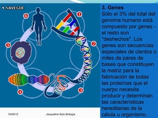 3. Genes
                                      Sólo el 3% del total del
                                      genoma humano está
                                      compuesto por genes -
                                      el resto son
                                      "deshechos". Los
                                      genes son secuencias
                                      especiales de cientos o
                                      miles de pares de
                                      bases que constituyen
                                      la matriz para la
                                      fabricación de todas
                                      las proteínas que el
                                      cuerpo necesita
                                      producir y determinan
                                      las características
                                      hereditarias de la
14/05/12   Jacqueline Soto Biología   célula u organismo.18
 