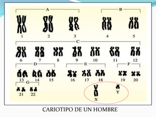 CARIOTIPO DE UN HOMBRE
 