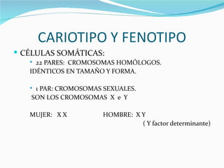 CARIOTIPO Y FENOTIPO
 CÉLULAS SOMÁTICAS:
    22 PARES: CROMOSOMAS HOMÓLOGOS.
   IDÉNTICOS EN TAMAÑO Y FORMA.

   1 PAR: CROMOSOMAS SEXUALES.
   SON LOS CROMOSOMAS X e Y

   MUJER: X X         HOMBRE: X Y
                                ( Y factor determinante)
 