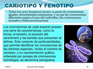 CARIOTIPO Y FENOTIPO
  Todos los seres humanos tienen 22 pares de cromosomas
     iguales, denominados autosomas, y un par de cromosomas
     diferentes según el sexo del individuo, los cromosomas
     sexuales o heterocromosomas

Los cromosomas de cada especie poseen
una serie de características, como la
forma, el tamaño, la posición del
centrómero y las bandas que presentan al
teñirse. Este conjunto de particularidades,
que permite identificar los cromosomas de
las distintas especies, recibe el nombre de
cariotipo, y su representación gráfica,
ordenada por parejas de cromosomas
homólogos, se denomina cariograma.

14/05/12         Jacqueline Soto Biología                     28
 