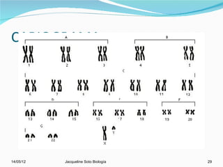 CARIOGRAMA




14/05/12   Jacqueline Soto Biología   29
 