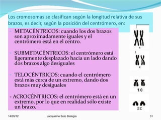 Los cromosomas se clasifican según la longitud relativa de sus
brazos, es decir, según la posición del centrómero, en:
 - METACÉNTRICOS: cuando los dos brazos
   son aproximadamente iguales y el
   centrómero está en el centro.

 - SUBMETACÉNTRICOS: el centrómero está
    ligeramente desplazado hacia un lado dando
    dos brazos algo desiguales

 - TELOCÉNTRICOS: cuando el centrómero
    está más cerca de un extremo, dando dos
    brazos muy desiguales

 - ACROCÉNTRICOS: el centrómero está en un
   extremo, por lo que en realidad sólo existe
   un brazo.
14/05/12         Jacqueline Soto Biología                        31
 