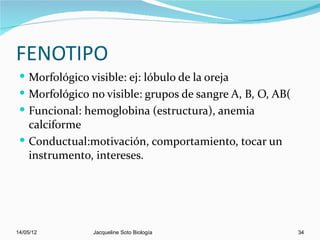 FENOTIPO
  Morfológico visible: ej: lóbulo de la oreja
  Morfológico no visible: grupos de sangre A, B, O, AB(
  Funcional: hemoglobina (estructura), anemia
   calciforme
  Conductual:motivación, comportamiento, tocar un
   instrumento, intereses.




14/05/12        Jacqueline Soto Biología                   34
 