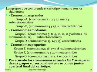 Los grupos que comprende el cariotipo humano son los
   siguientes:
  - Cromosomas grandes
        Grupo A, (cromosomas 1, 2 y 3), meta y
   submetacéntricos
        Grupo B, (cromosomas 4 y 5), submetacéntricos
  - Cromosomas medianos
       Grupo C, (cromosomas 7, 8, 9, 10, 11, 12 y además los
   cromosomas X), submetacéntricos
       Grupo D, (cromosomas 13, 14 y 15) acrocéntricos
  - Cromosomas pequeños
       Grupo E, (cromosomas 16, 17 y 18) submetacéntricos
       Grupo F, (cromosomas 19 y 20) metacéntricos
       Grupo G, (cromosomas 21 y 22) acrocéntricos
  Por acuerdo los cromosomas sexuales X e Y se separan
   de sus grupos correspondientes y se ponen juntos
   aparte al final del cariotipo.
14/05/12        Jacqueline Soto Biología                   35
 