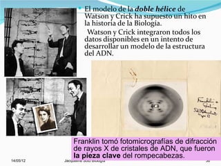  El modelo de la doble hélice de
                      Watson y Crick ha supuesto un hito en
                      la historia de la Biología.
                       Watson y Crick integraron todos los
                      datos disponibles en un intento de
                      desarrollar un modelo de la estructura
                      del ADN.




                Franklin tomó fotomicrografías de difracción
                de rayos X de cristales de ADN, que fueron
                la pieza clave del rompecabezas.
14/05/12   Jacqueline Soto Biología                        36
 