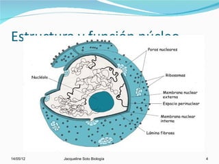 Estructura y función núcleo




14/05/12   Jacqueline Soto Biología   4
 