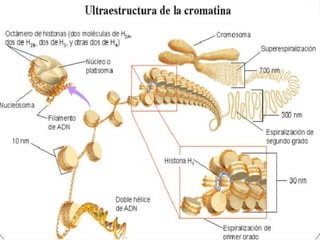 14/05/12   Jacqueline Soto Biología   7
 
