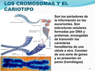 LOS CROMOSOMAS Y EL
CARIOTIPO
                                      Son los portadores de
                                      la información en los
                                      eucariontes. Son
                                      estructuras celulares
                                      formadas por DNA y
                                      proteínas, encargadas
                                      de transmitir los
                                      caracteres
                                      hereditarios de una
                                      célula a otra. Constan
                                      de una serie de genes
                                      y se presentan en
                                      pares (homólogos)

14/05/12   Jacqueline Soto Biología                            8
 