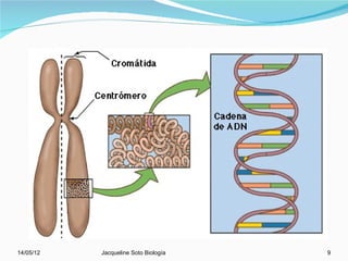 14/05/12   Jacqueline Soto Biología   9
 