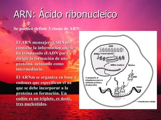 ARN: Ácido ribonucleico
Se pueden definir 3 clases de ARN:


 El ARN mensajero (ARNm)
 contiene la información que le
 ha traspasado el ADN para
 dirigir la formación de una
 proteína, actuando como
 intermediario.
 El ARNm se organiza en base a
 codones que especifican el aa
 que se debe incorporar a la
 proteína en formación. Un
 codón es un triplete, es decir,
 tres nucleótidos.
 