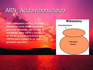 ARN: Ácido ribonucleico

ARN ribosomal (ARNr). Es el más
abundante en la célula, formando
parte del ribosoma, que es una
asociación entre ARNr y proteínas,
en donde se produce la lectura del
ARNm para traducirlo en una
proteína específica.
 