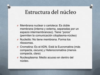 Estructura del núcleo
O Membrana nuclear o carioteca: Es doble
membrana (interna y externa, separadas por un
espacio intermembranoso). Tiene “poros”
(permiten la comunicación citoplasma-núcleo)
O Nucleólo: No tiene membrana. Forma los
ribosomas.
O Cromatina: Es el ADN. Está la Eucromatina (más
compacta, oscura) y Heterocromatina (menos
compacta, clara)
O Nucleoplasma: Medio acuoso en dentro del
núcleo.
 