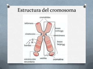 Estructura del cromosoma
cromatina
(q)
(p)
R
G
 