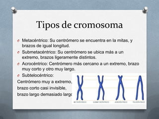 Tipos de cromosoma
O Metacéntrico: Su centrómero se encuentra en la mitas, y
brazos de igual longitud.
O Submetacéntrico: Su centrómero se ubica más a un
extremo, brazos ligeramente distintos.
O Acrocéntrico: Centrómero más cercano a un extremo, brazo
muy corto y otro muy largo.
O Subtelocéntrico:
Centrómero muy a extremo,
brazo corto casi invisible,
brazo largo demasiado largo.
 