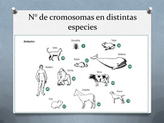 N° de cromosomas en distintas
especies
 