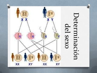 Determinación
delsexo
 