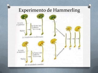 Experimento de Hammerling
 