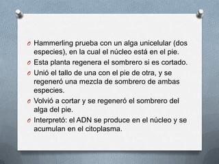 O Hammerling prueba con un alga unicelular (dos
especies), en la cual el núcleo está en el pie.
O Esta planta regenera el sombrero si es cortado.
O Unió el tallo de una con el pie de otra, y se
regeneró una mezcla de sombrero de ambas
especies.
O Volvió a cortar y se regeneró el sombrero del
alga del pie.
O Interpretó: el ADN se produce en el núcleo y se
acumulan en el citoplasma.
 