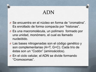 ADN
O Se encuentra en el núcleo en forma de “cromatina”.
Es enrollado de forma compacta por “histonas”.
O Es una macromolécula, un polímero formado por
una unidad, monómero, el cual es llamado
nucleótido.
O Las bases nitrogenadas son el código genético y
son complementarias (A=T, G=C). Cada trío de
éstas son un “Codón” (aminoácidos).
O En el ciclo celular, el ADN se divide formando
“Cromosomas”.
 