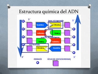 Estructura química del ADN
 