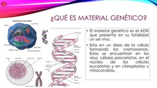 ¿QUÉ ES MATERIAL GENÉTICO?
• El material genético es el ADN
que presenta en su totalidad
un ser vivo.
• Esta en un área de la célula
formando los cromosomas.
Estos se encuentran en los
virus, células procariotas, en el
núcleo de las células
eucariotas y en cloroplastos y
mitocondrias.
 