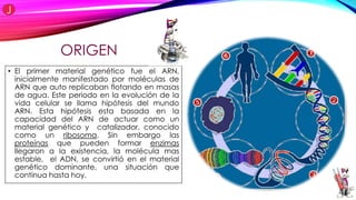 ORIGEN
• El primer material genético fue el ARN,
inicialmente manifestado por moléculas de
ARN que auto replicaban flotando en masas
de agua. Este periodo en la evolución de la
vida celular se llama hipótesis del mundo
ARN. Esta hipótesis esta basada en la
capacidad del ARN de actuar como un
material genético y catalizador, conocido
como un ribosoma. Sin embargo las
proteínas que pueden formar enzimas
llegaron a la existencia, la molécula mas
estable, el ADN, se convirtió en el material
genético dominante, una situación que
continua hasta hoy.
 