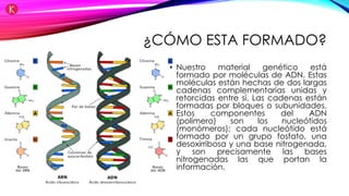¿CÓMO ESTA FORMADO?
• Nuestro material genético está
formado por moléculas de ADN. Estas
moléculas están hechas de dos largas
cadenas complementarias unidas y
retorcidas entre sí. Las cadenas están
formadas por bloques o subunidades.
Estos componentes del ADN
(polímero) son los nucleótidos
(monómeros); cada nucleótido está
formado por un grupo fosfato, una
desoxirribosa y una base nitrogenada,
y son precisamente las bases
nitrogenadas las que portan la
información.
 