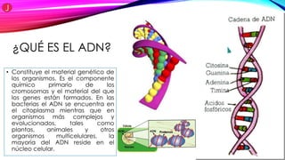 ¿QUÉ ES EL ADN?
• Constituye el material genético de
los organismos. Es el componente
químico primario de los
cromosomas y el material del que
los genes están formados. En las
bacterias el ADN se encuentra en
el citoplasma mientras que en
organismos más complejos y
evolucionados, tales como
plantas, animales y otros
organismos multicelulares, la
mayoría del ADN reside en el
núcleo celular.
 