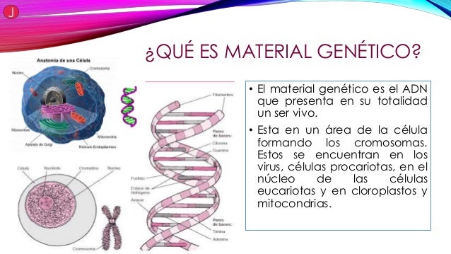 Material forex que es