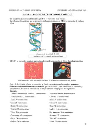 SESO DEL IES LAS CUMBRES. GRAZALEMA                                 CIENCIAS DE LA NATURALEZA 1º ESO

                 MATERIAL GENÉTICO Y CROMOSOMAS. CARIOTIPO

· En las células eucariotas el material genético se encuentra en el núcleo.
· La información genética, que se encuentra en largas moléculas de ADN, se transmite de padres a
  hijos.




                                      Fragmento de la molécula de ADN
                                1 nanómetro (nm) = 0,000001 milímetros (mm)


· El ADN se encuentra asociado a proteínas, formando una maraña de fibras llamada cromatina.




           Molécula de ADN sobre una superficie de mica El ADN interaccionando con una proteína

· Antes de la división celular, la cromatina se duplica y se condensa formando cromosomas.
· El número de cromosomas de una especie, que oscila entre 2 y varios cientos, es constante y
  característico. No está en relación con la mayor o menor complejidad del organismo.
  Ejemplos
   Lombriz intestinal del caballo: 2 cromosomas        Mosca de la fruta: 8 cromosomas
 Mosca común: 12 cromosomas                             Cebolla: 16 cromosomas
 Maíz: 20 cromosomas                                    Rana: 26 cromosomas
 Gato: 38 cromosomas                                    Cerdo: 40 cromosomas
 Ratón: 40 cromosomas                                   Rata: 42 cromosomas
 Conejo: 44 cromosomas                                  Liebre: 46 cromosomas
 Trigo: 46 cromosomas                                   Ser humano: 46 cromosomas
 Chimpancé: 48 cromosomas                               Algodón: 52 cromosomas
 Oveja: 54 cromosomas                                   Vaca: 60 cromosomas
 Gallina: 78 cromosomas                                 Perro: 78 cromosomas
                                                                                                   1
 