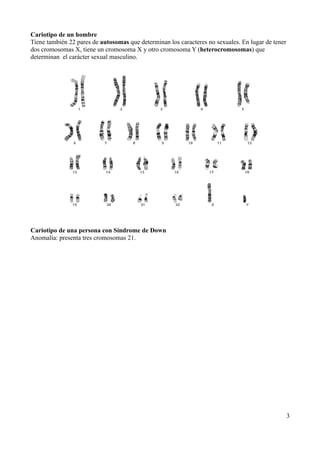 Cariotipo de un hombre
Tiene también 22 pares de autosomas que determinan los caracteres no sexuales. En lugar de tener
dos cromosomas X, tiene un cromosoma X y otro cromosoma Y (heterocromosomas) que
determinan el carácter sexual masculino.




Cariotipo de una persona con Síndrome de Down
Anomalía: presenta tres cromosomas 21.




                                                                                                   3
 