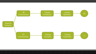 Especie
humana
46
cromosomas
23
cromosomas
Células
somáticas
Células
sexuales
células
diploides
Células
haploides
2n
n
 