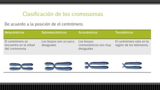 Clasificación de los cromosomas
De acuerdo a la posición de el centrómero.
Metacéntricos Submetacéntricos Acrocéntricos Teocéntricos
El centrómero se
encuentra en la mitad
del cromosoma
Los brazos son un poco
desiguales
Los brazos
cromosómicos son muy
desiguales
El centrómero esta en la
región de los telomeros.
 