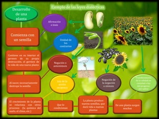 Ejemplo de las leyes dialécticas
Desarrollo
de una
planta
Comienza con
un semilla
Contiene en su interior el
germen de su propia
destrucción, el germen de
la vida de una nueva planta
Al nacer, necesariamente
destruye la semilla
El crecimiento de la planta
se relaciona con otros
procesos (la química del
suelo, el clima, etc.)
Que lo
condicionan
La planta produce
nuevas semillas, que
dará vida a nuevas
plantas
De una planta surgen
muchas
Afirmación
o tesis
Unidad de
los
contrarios
Negación o
antesíntesis
Negación de
la negación
o síntesis
Ley de la
acción
reciproca
Transformación
de la calidad en
cantidad o ley
del progreso
por saltos
 