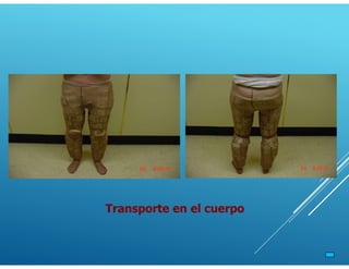 Transporte en el cuerpo
 