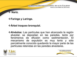  Nariz.
Faringe y Laringe.
Árbol traqueo bronquial.
Alvéolos: Las partículas que han alcanzado la región
alveolar, se depositan en las paredes, tanto por
fenómenos de difusión como sedimentación. El
mecanismo de expulsión es muy lento y sólo
parcialmente conocido quedando la mayor parte de las
partículas retenidas en las paredes alveolares.

 
