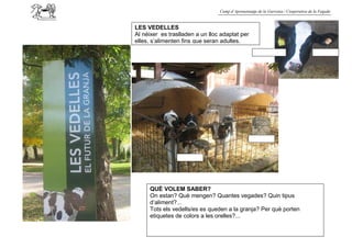 Camp d’Aprenentatge de la Garrotxa / Cooperativa de la Fageda



LES VEDELLES
Al néixer es traslladen a un lloc adaptat per
elles, s’alimenten fins que seran adultes.




     QUÈ VOLEM SABER?
     On estan? Què mengen? Quantes vegades? Quin tipus
     d’aliment?...
     Tots els vedells/es es queden a la granja? Per què porten
     etiquetes de colors a les orelles?...
 