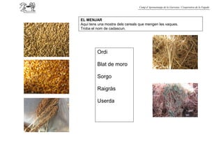 Camp d’Aprenentatge de la Garrotxa / Cooperativa de la Fageda



EL MENJAR
Aquí tens una mostra dels cereals que mengen les vaques.
Troba el nom de cadascun.




         Ordi

         Blat de moro

         Sorgo

         Raigràs

         Userda
 