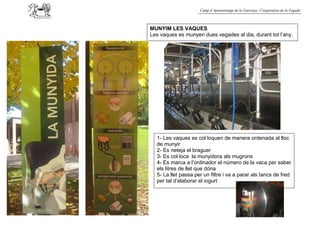 Camp d’Aprenentatge de la Garrotxa / Cooperativa de la Fageda



MUNYIM LES VAQUES
Les vaques es munyen dues vegades al dia, durant tot l’any.




                             Tanc de fred




  1- Les vaques es col·loquen de manera ordenada al lloc
  de munyir
  2- Es neteja el braguer
  3- Es col·loca la munyidora als mugrons
  4- Es marca a l’ordinador el número de la vaca per saber
  els litres de llet que dóna
  5- La llet passa per un filtre i va a parar als tancs de fred
  per tal d’elaborar el iogurt
 
